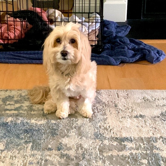 Meet your Posher, Lawren - Picture 1 of 1